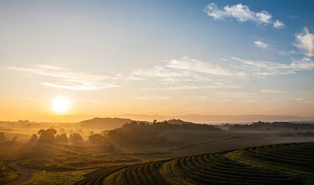 istock Tea plantation in morning sunrise 457382453