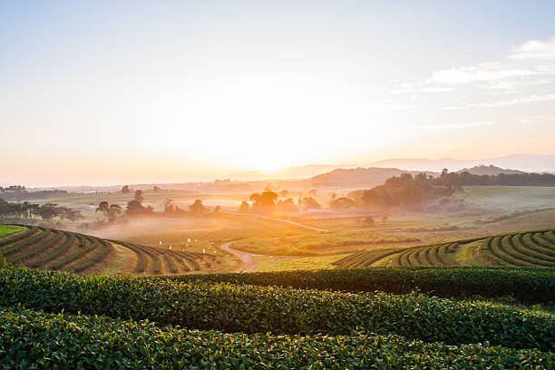 istock Row tea plantation in morning sunrise 457382459