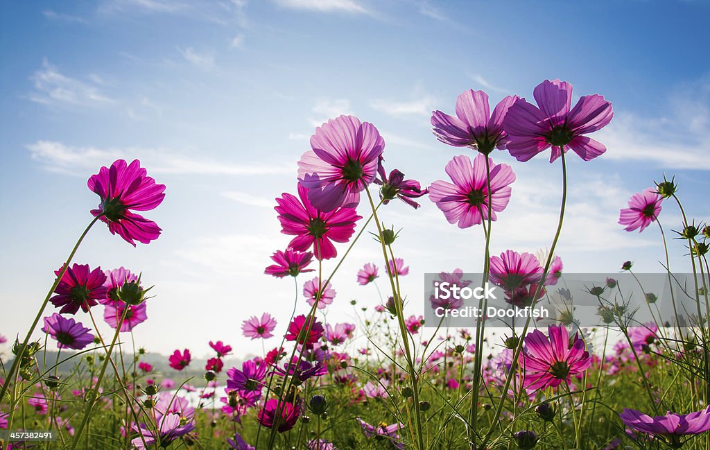 The cosmos flower field A cosmos flower face to sunrise in field Flower Stock Photo