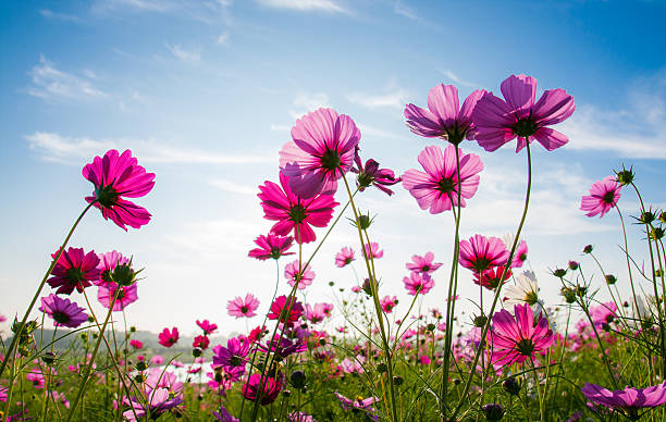 The cosmos flower field A cosmos flower face to sunrise in field flower head stock pictures, royalty-free photos & images