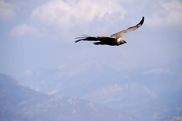 istock Tawny vulture in flight 457384243