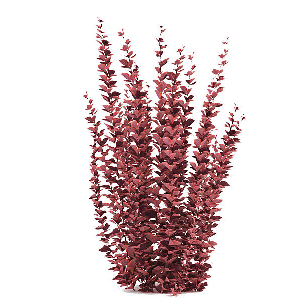 Plant bush. Berberis thunbergi helmond pillar