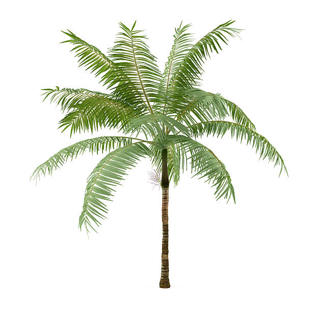istock Palm plant tree isolated. Dictyosperma album 457385529