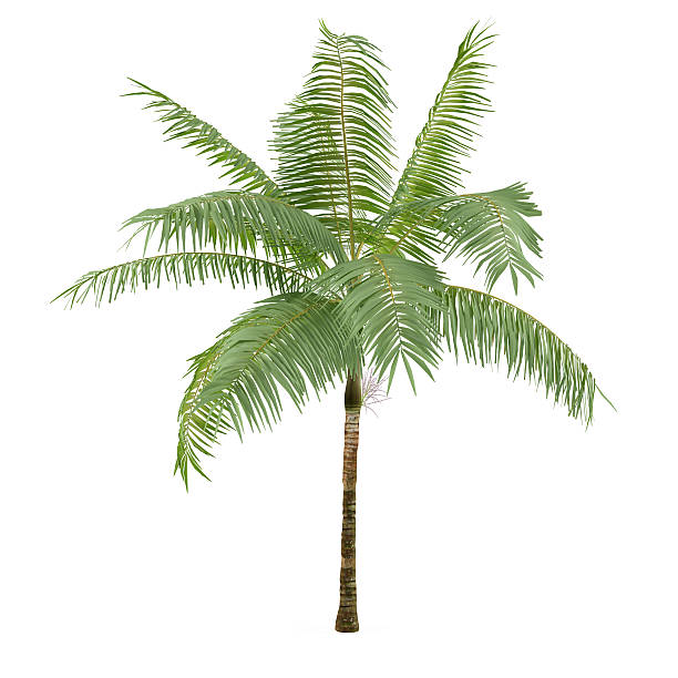 istock Palm plant tree isolated. Dictyosperma album 457385609