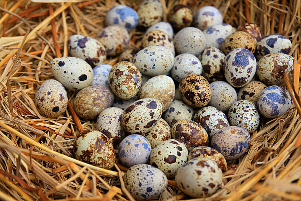istock quail eggs in a nest of hay close-up 457387877