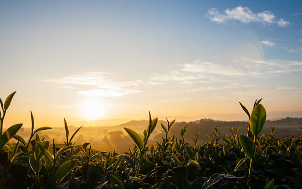 istock Shoots tea in morning sunrise 457388315