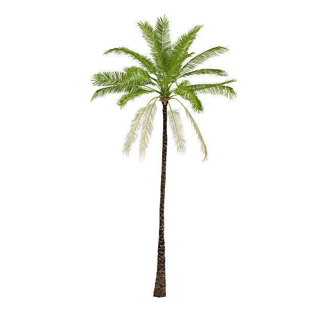 istock Palm plant tree isolated. Elaeis guineensis 457389947
