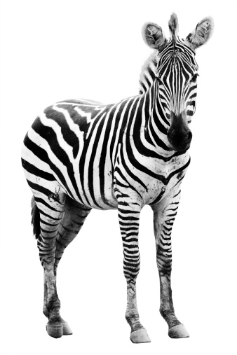 Grant's zebra (Equus quagga boehmi) is the smallest of the seven subspecies of the plains zebra. This subspecies represents the zebra form of the Serengeti-Mara ecosystem. Masai Mara National Reserve, Kenya. Close-up of the zebra.