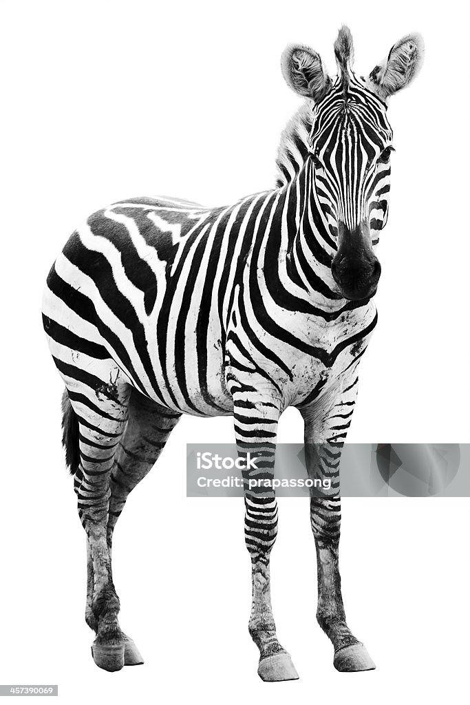 Young male zebra Young male zebra isolated on white background Zebra Stock Photo
