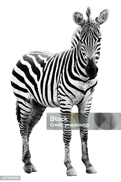 Young Male Zebra Stock Photo - Download Image Now - Zebra, White Background, Cut Out