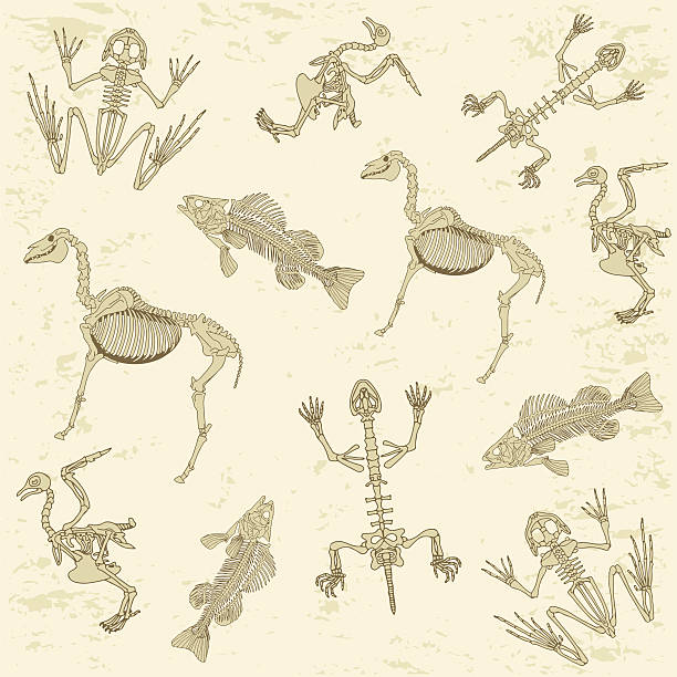 illustrations, cliparts, dessins animés et icônes de animaux motif anatomie, de skeleton - frog animal little boys child