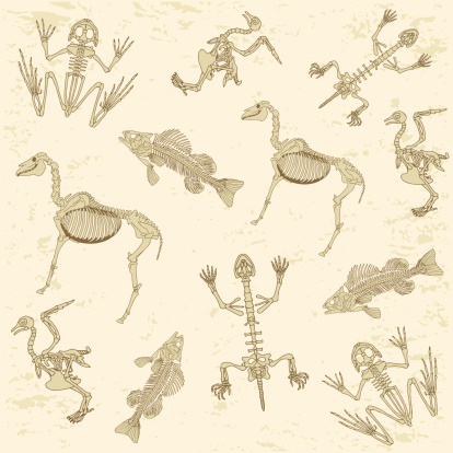 animals anatomy, skeleton pattern