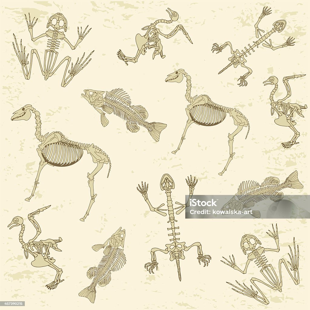 animals anatomy, skeleton pattern animals anatomy, skeleton of horse, pigeon, frog and turtle, archeology biology or history pattern Animal Skeleton stock vector