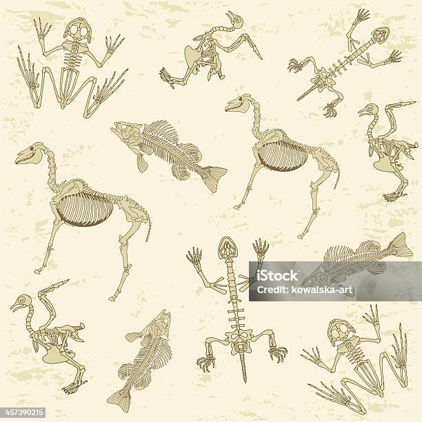 Animals Anatomy Skeleton Pattern Stock Illustration - Download Image Now - Animal Skeleton, Fish, Animal
