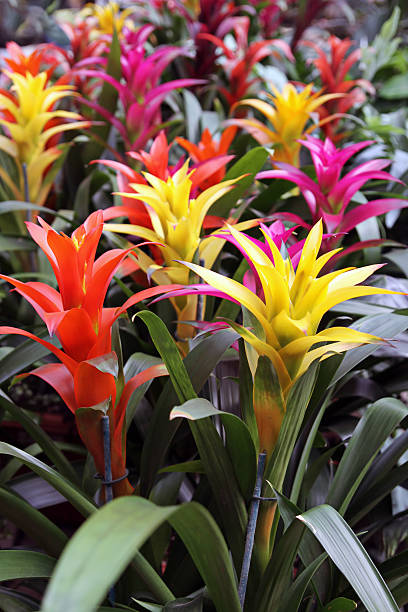 istock Plant Guzmania lingulata 457390885