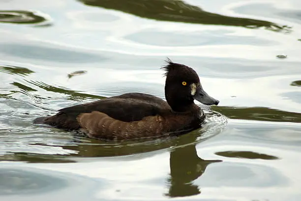 Gently paddling on The River Avon this young Goldeneye creates gentle ripples