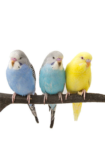 istock three budgies are in the roost 457391779