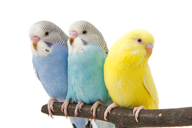 istock three budgies are in the roost 457391799