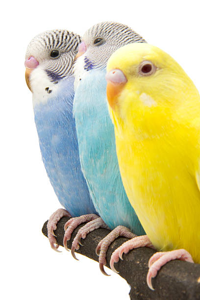 istock three budgies are in the roost 457391813