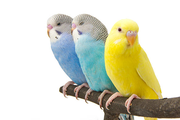 istock three budgies are in the roost 457391823