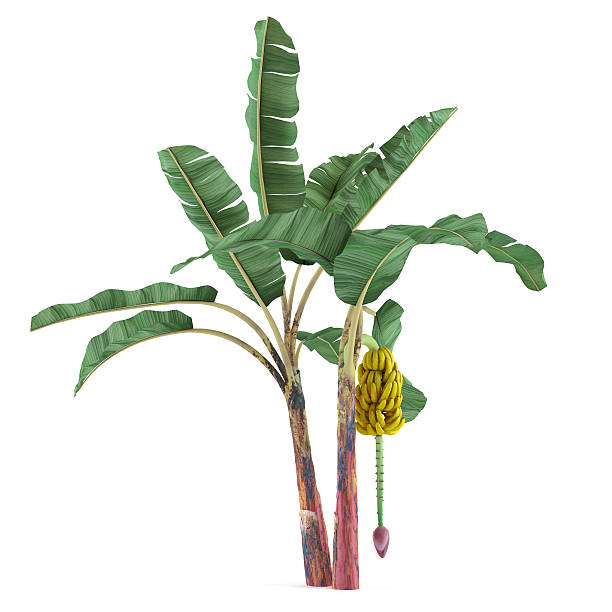 palm tree aislado planta.  musa acuminata banana - banana tree fotografías e imágenes de stock