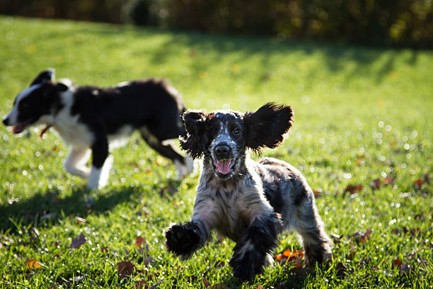istock English Cocker Spaniel puppy 457392635