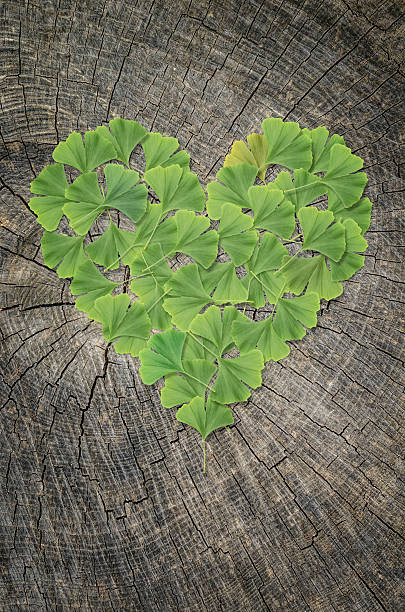 ginkgo leafs - green environmental conservation leaf dementia fotografías e imágenes de stock