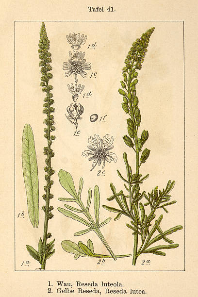 Botanic FiA v06 t41 Reseda luteola et lutea Reseda luteola et Reseda lutea reseda lutea stock illustrations
