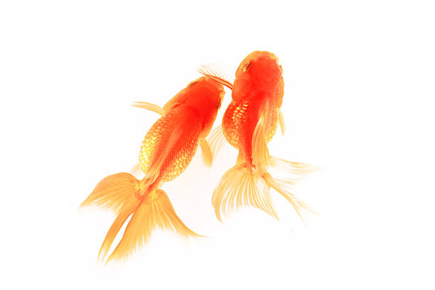 Top view of orange gold fish isolated on white background.
