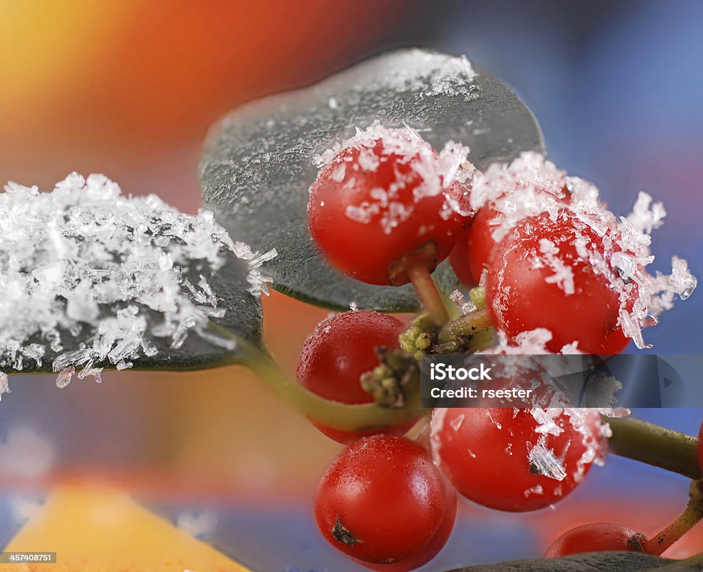 Frutas vermelhas silvestres holly com neve - Foto de stock de Azevinho royalty-free