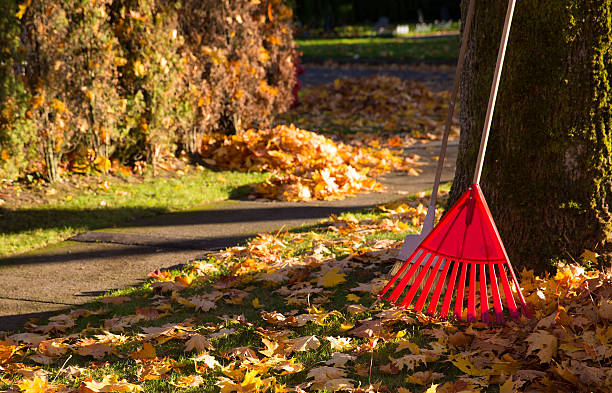 A red rake clearing a pile of autumn leaves stock photo