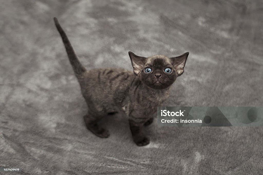 Funny devon rex baby kitten Cute little black cat Devon Rex Cat Stock Photo