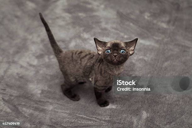 Funny Devon Rex Baby Kitten Stock Photo - Download Image Now - Devon Rex Cat, Animal, Animal Body Part