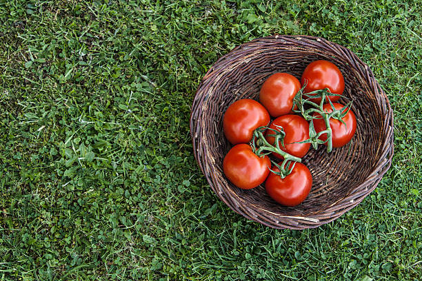Czerwone pomidory w kosz – zdjęcie