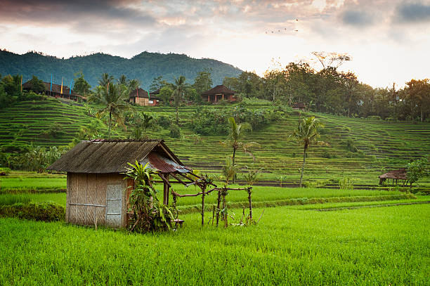 istock Bali Sunrise in the Rice Fields. 457410389