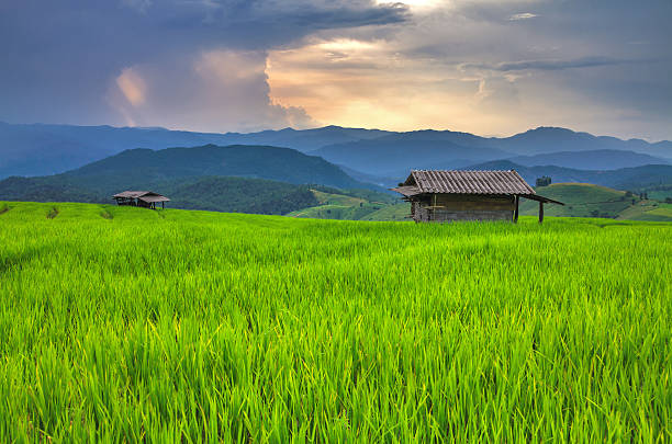istock Rice field over the mountain range and sunset 457410653