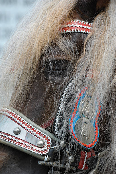 istock horse head in Bavaria 457410935