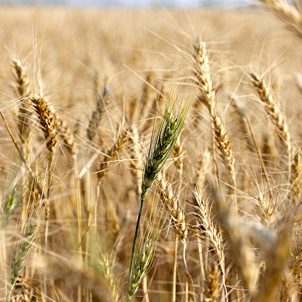 istock Field of wheat 457411789
