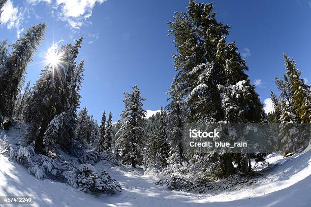 Foresta In Inverno - Fotografie stock e altre immagini di Abete - Abete, Albero, Ambientazione esterna