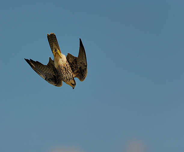 falco biarmicus stooping - lanner falcon - fotografias e filmes do acervo