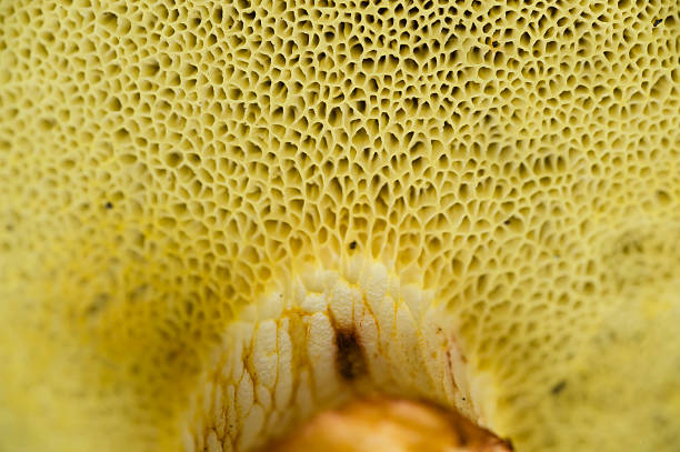 Sponge like gills under mushroom cap