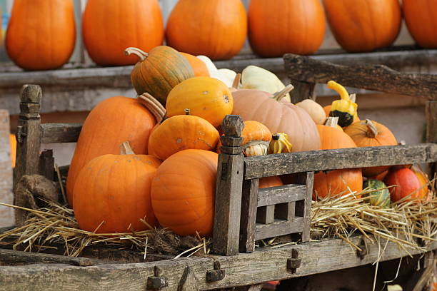 istock Pumpkins in old wooden cart 457418309