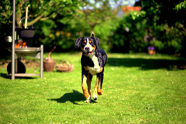 running Dog stock photo