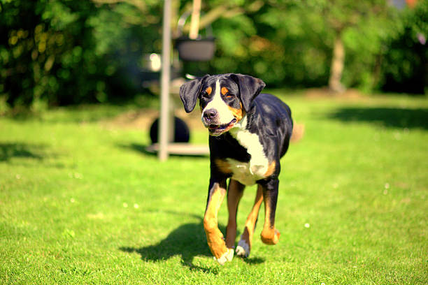 running Dog (III) stock photo