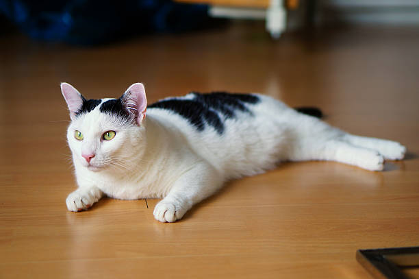 recumbent cat stock photo