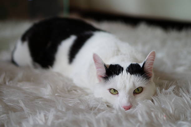 recumbent cat (III) stock photo