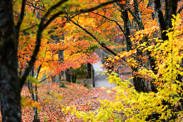 istock Alley of autumnal tints 457419783
