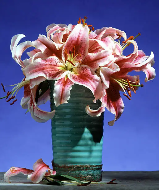 5 star lillies brillant;ley lite in Aqua colored vase