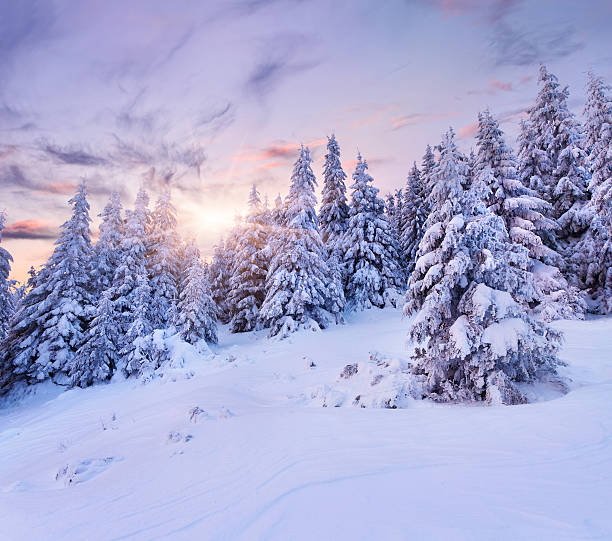 istock Trees covered with snow with a sunrise in the background 457420977