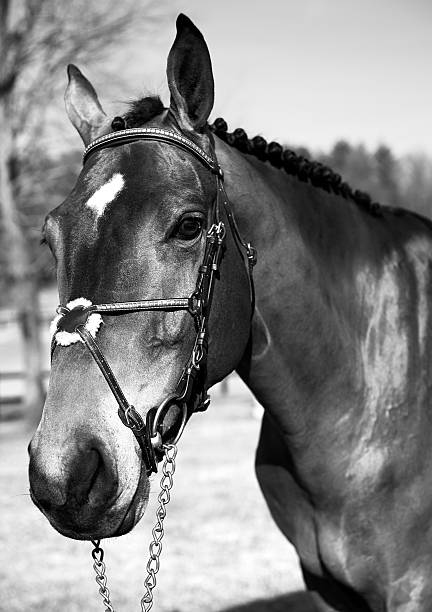 istock Horse. Black and White 457423561